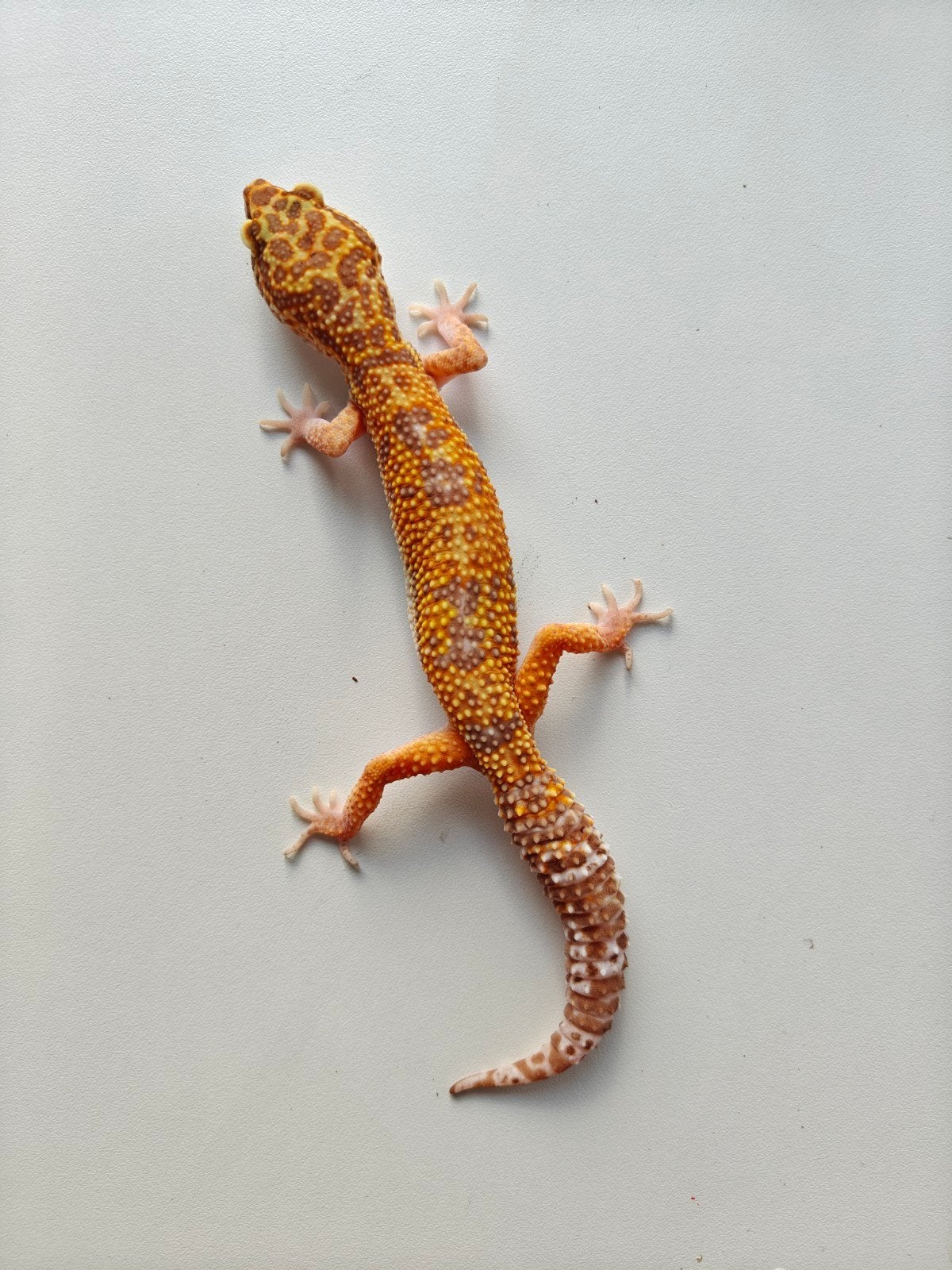 Prachtige oranje luipaardgekko te koop Leopard Gecko photo 5