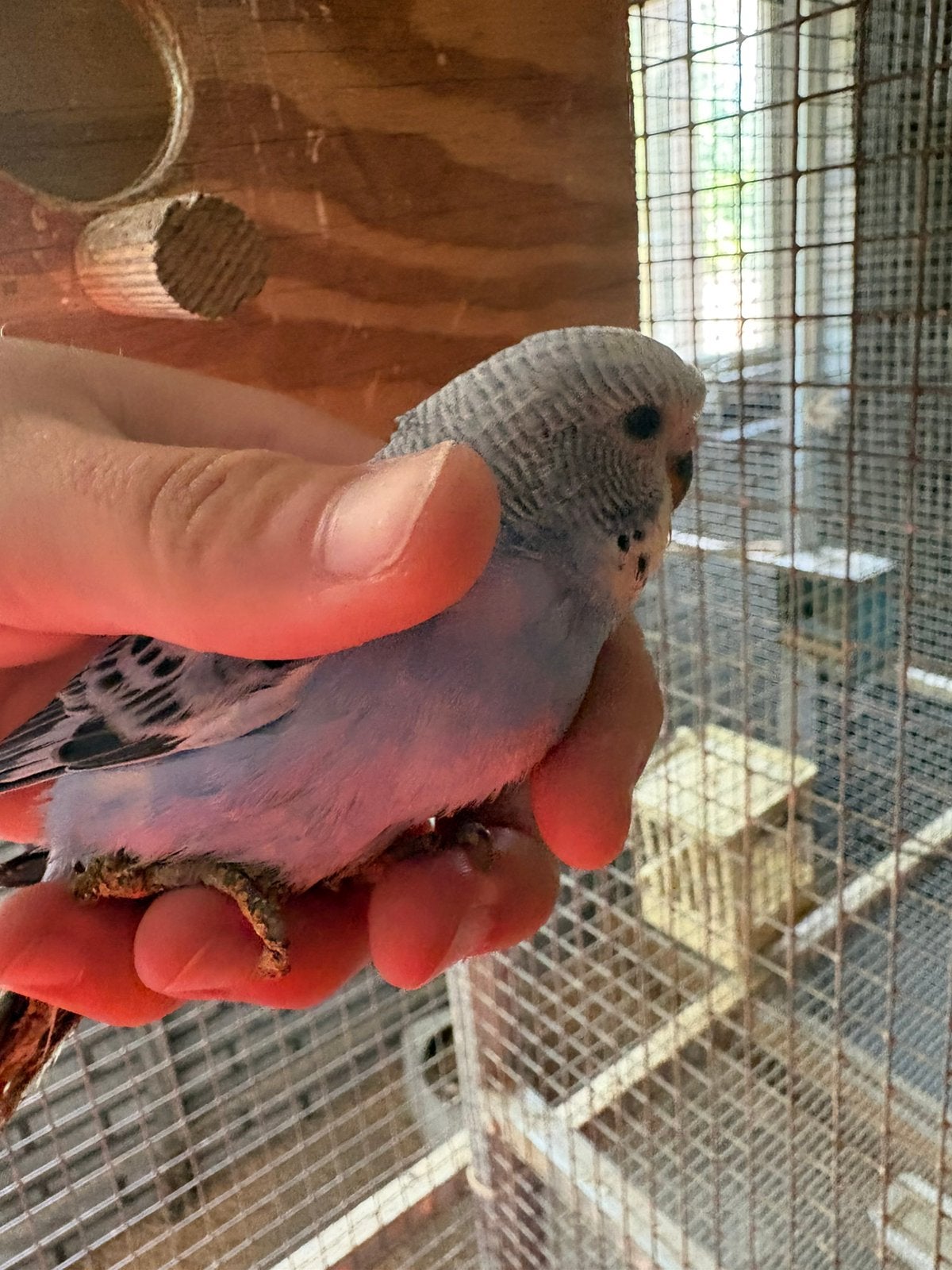 Jonge grasparkieten, Meerdere dieren, Parkiet, Tam