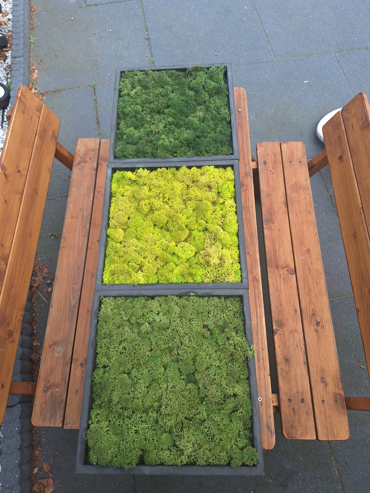 Wanddecoratie van echt mos, Meerkleurig, Nieuw, Ophalen of Verzenden, Natuurlijk materiaal