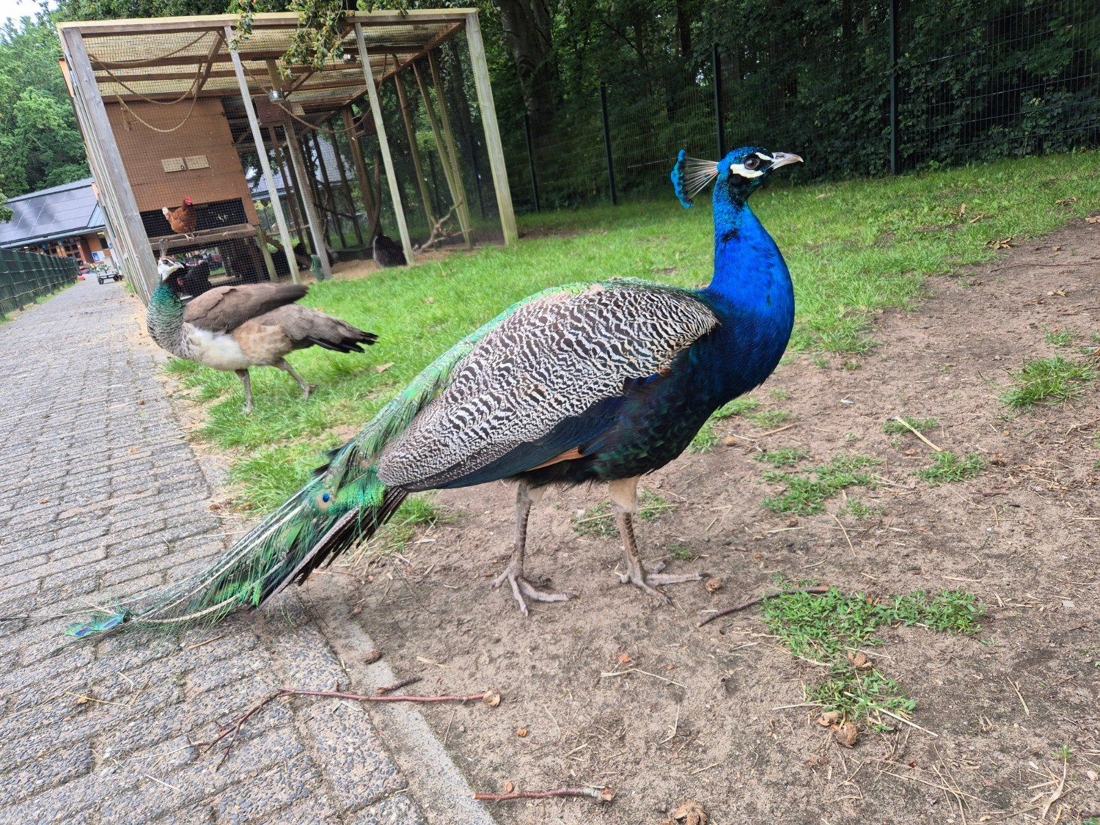Blauwe pauw haan, Dieren en Toebehoren, Pluimvee, Mannelijk, Kip