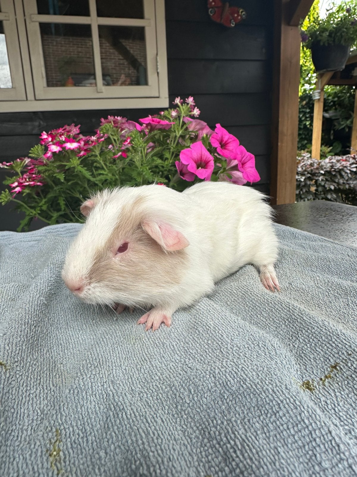 Super lief jong Cavia beertje (Twix) zoekt gouden huisje!, Cavia, April, Mannelijk, Tam
