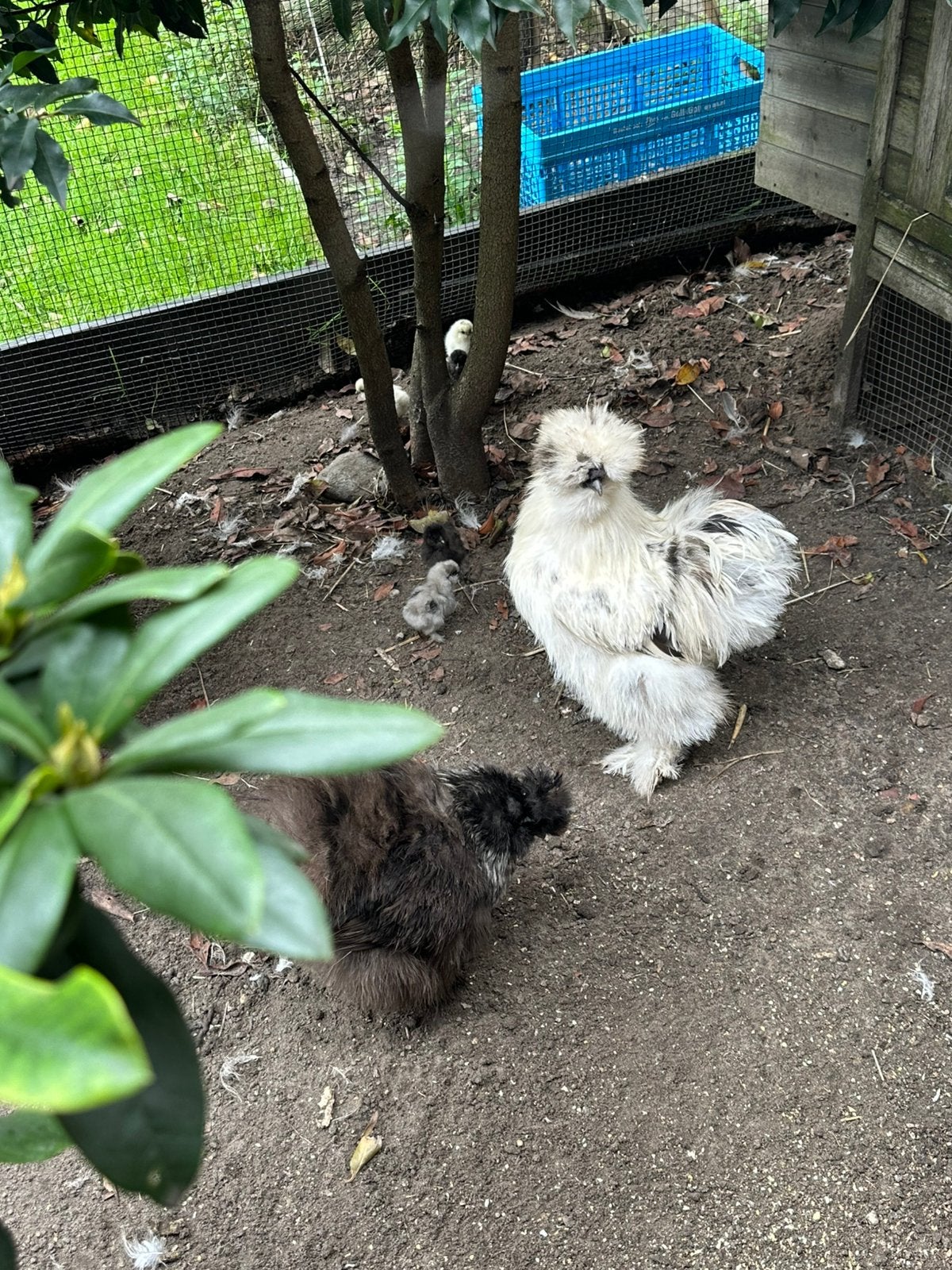 Hen en haan met kuikens familie kip zijdehoender USA, Dieren en Toebehoren, Meerdere dieren, Kip