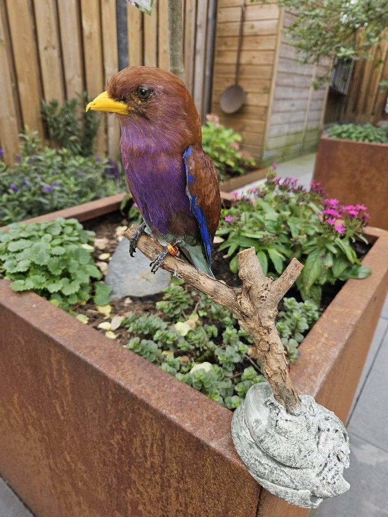 Prachtige zeldzame breedbek scharrelaar, Verzamelen, Ophalen of Verzenden, Zo goed als nieuw, Vogel, Opgezet dier