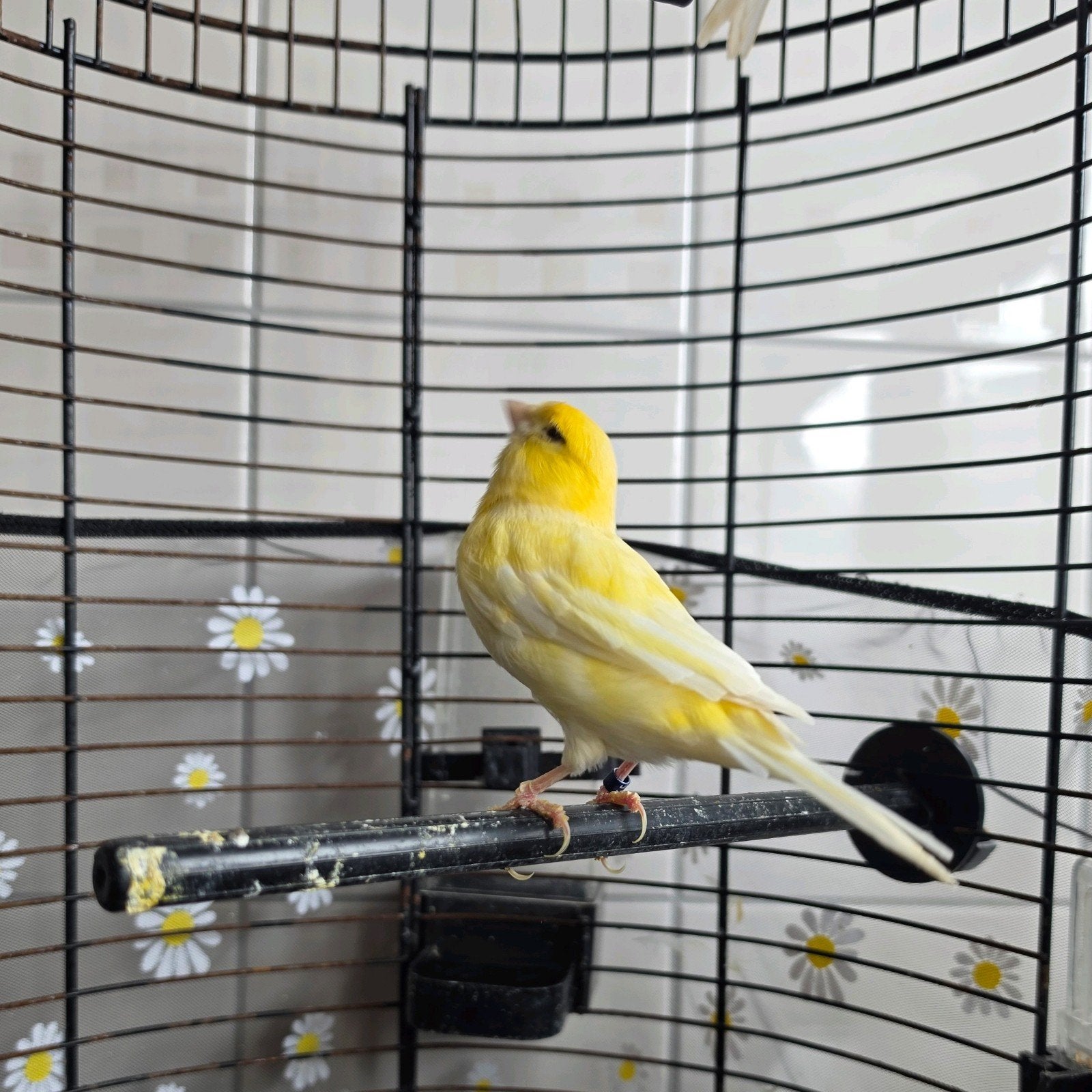 Kanarie..., Dieren en Toebehoren, Vogels | Kanaries