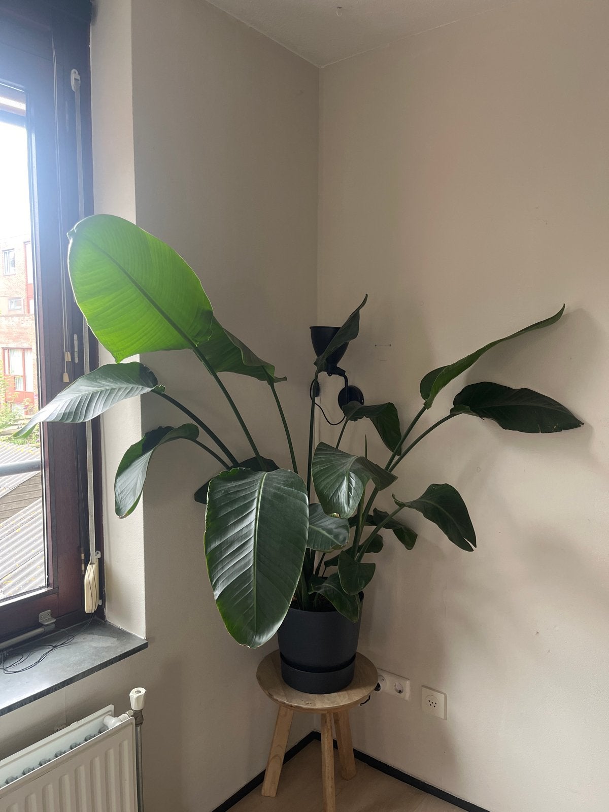 Grote Strelitzia Nicolai (Paradijsvogelplant), Ophalen, Overige soorten, In pot, 150 tot 200 cm
