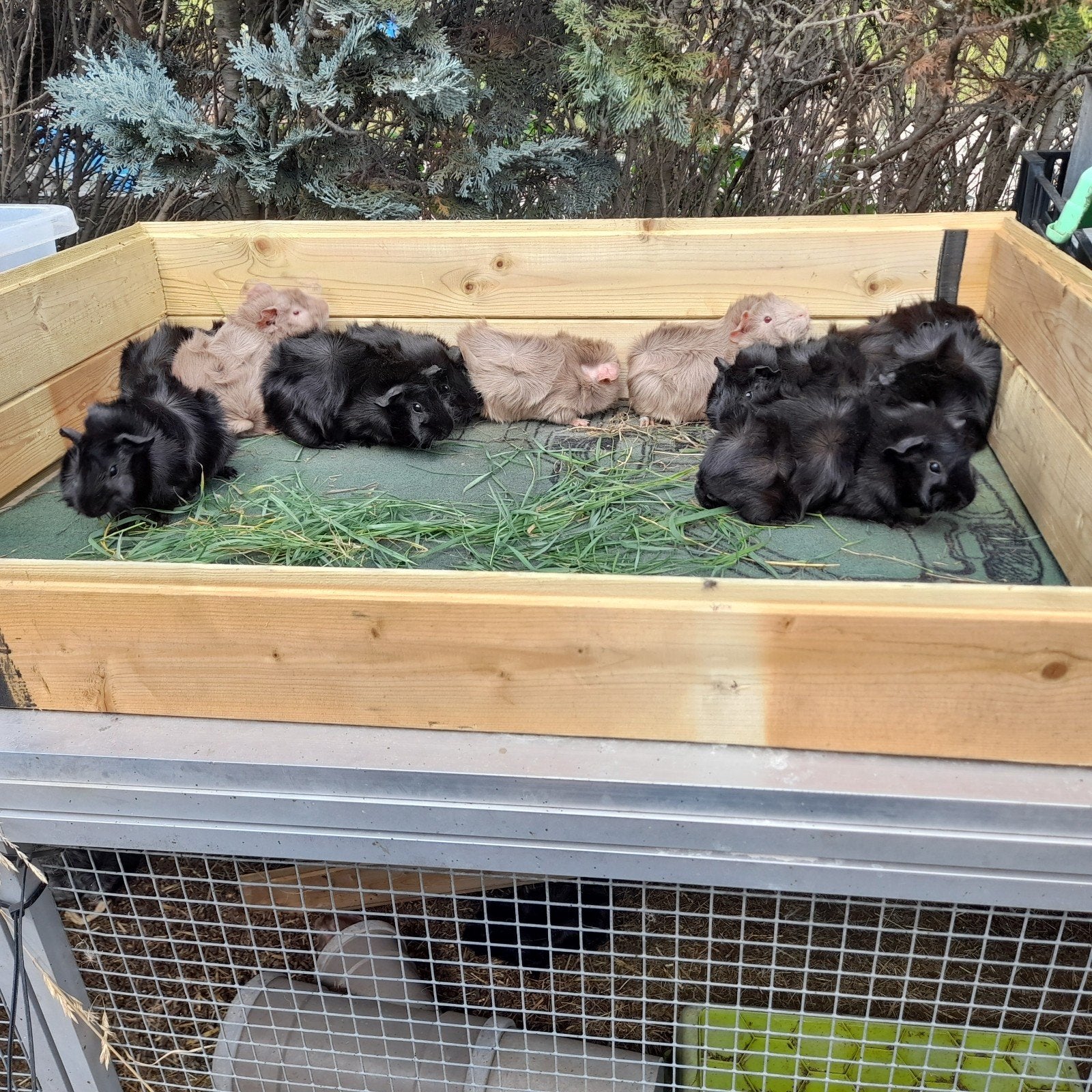 11 mooie borstel cavia's vrouw, Juni, Vrouwelijk, Cavia