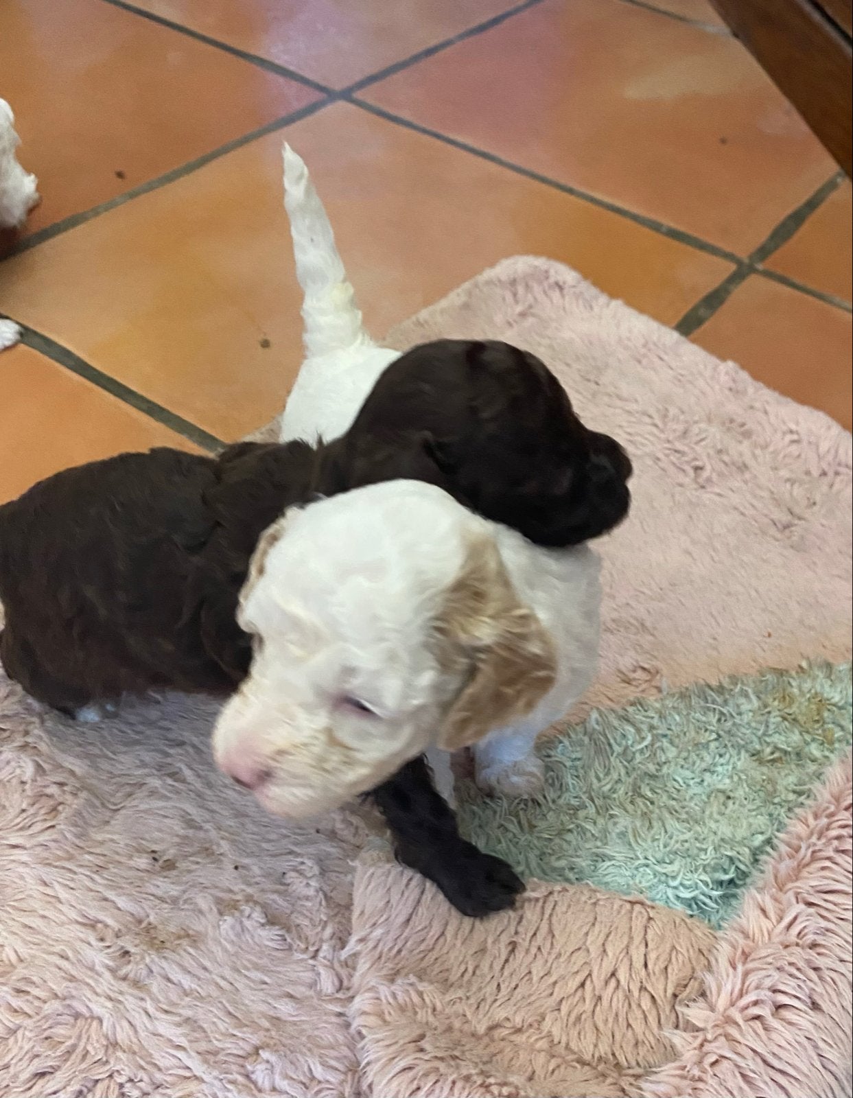 Wit, abricot en black and tan toy pupjes, Poedel, Fokker | Hobbymatig, 8 tot 15 weken, Buitenland