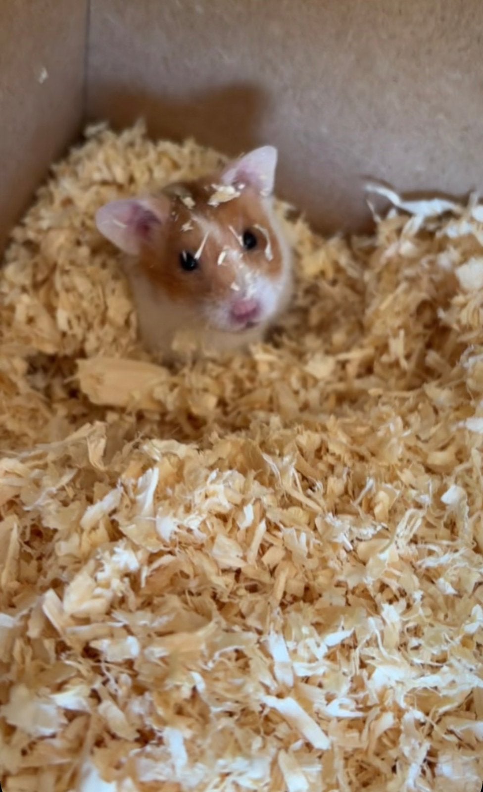 Hamster Tobi, Dieren en Toebehoren, Hamster, Augustus, Mannelijk, Tam