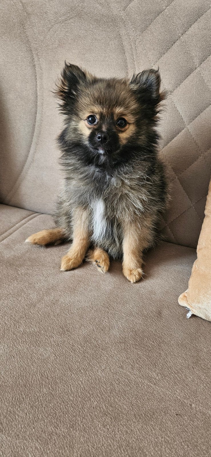Pomeriaan teefje, 10 weken oud, Parvo, Keeshond, 8 tot 15 weken, Teef