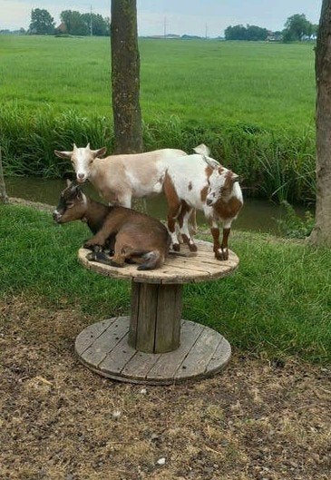 Leuke dwerggeitjes, Dieren en Toebehoren, Schapen, Geiten en Varkens, Geit, Vrouwelijk, 0 tot 2 jaar