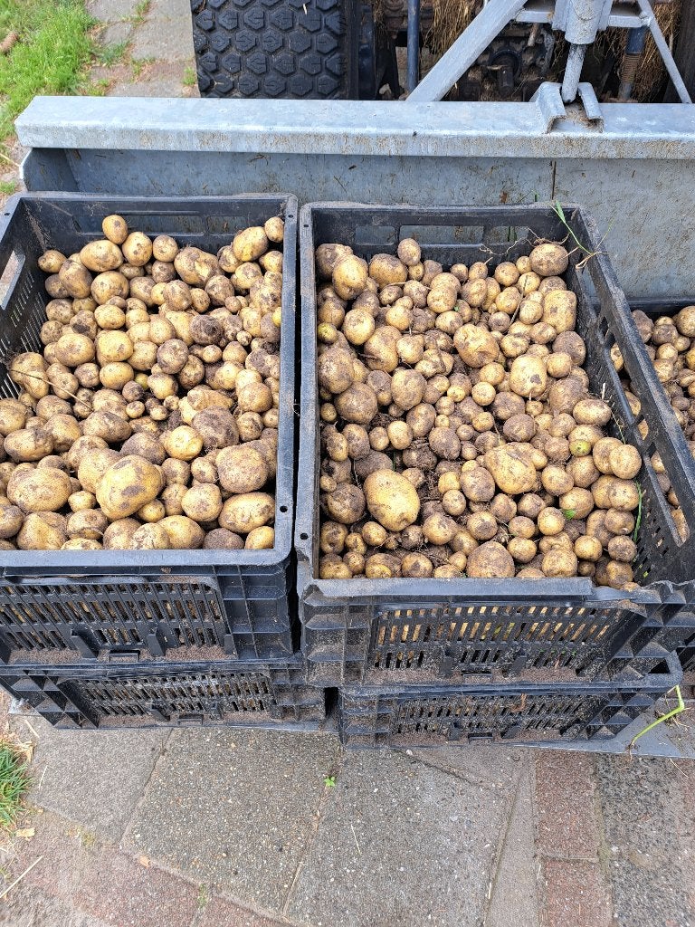 nieuwe onbespoten parel aardappelen te koop. 4, Diversen, Levensmiddelen, Ophalen