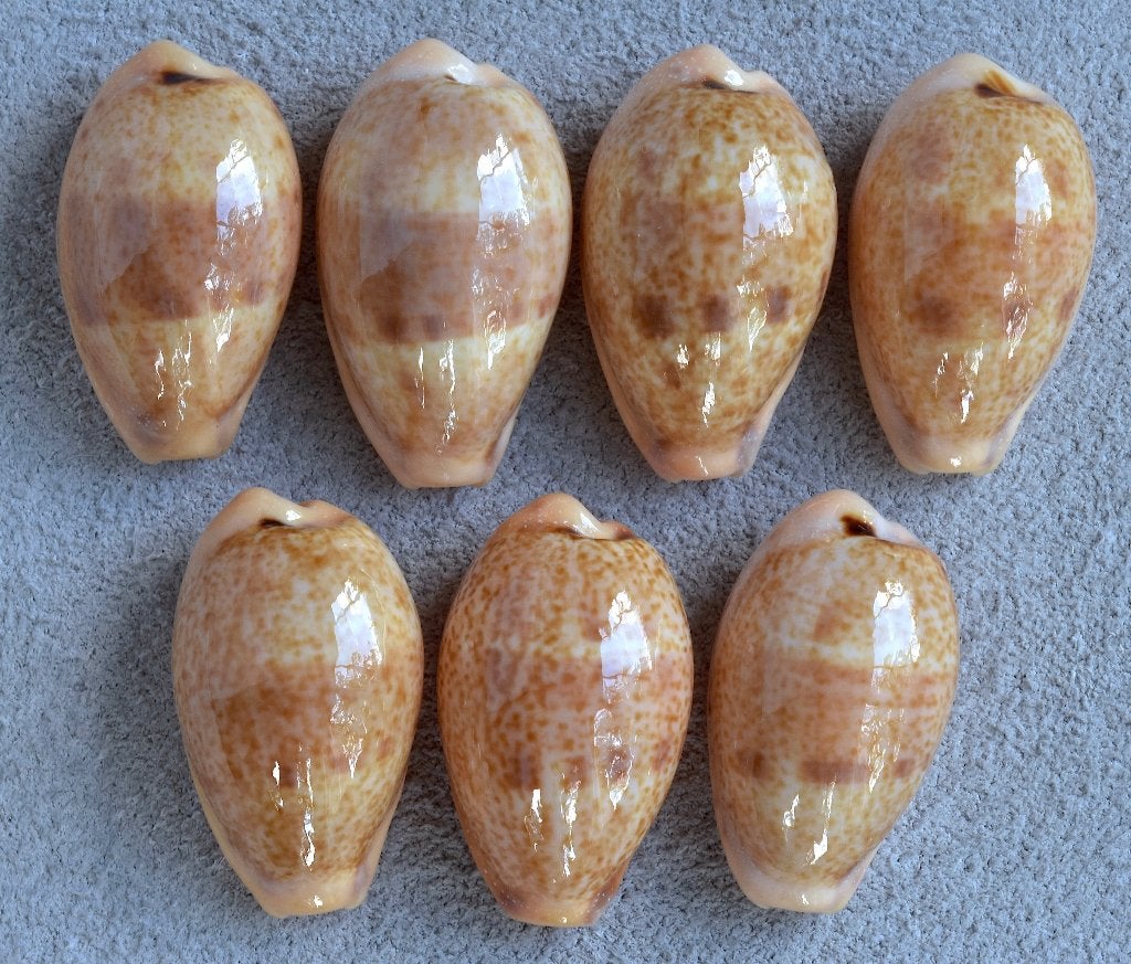 Schelpen: Cypraea bregeriana  20,6-25mm (Gem), Ophalen of Verzenden, Schelp(en)