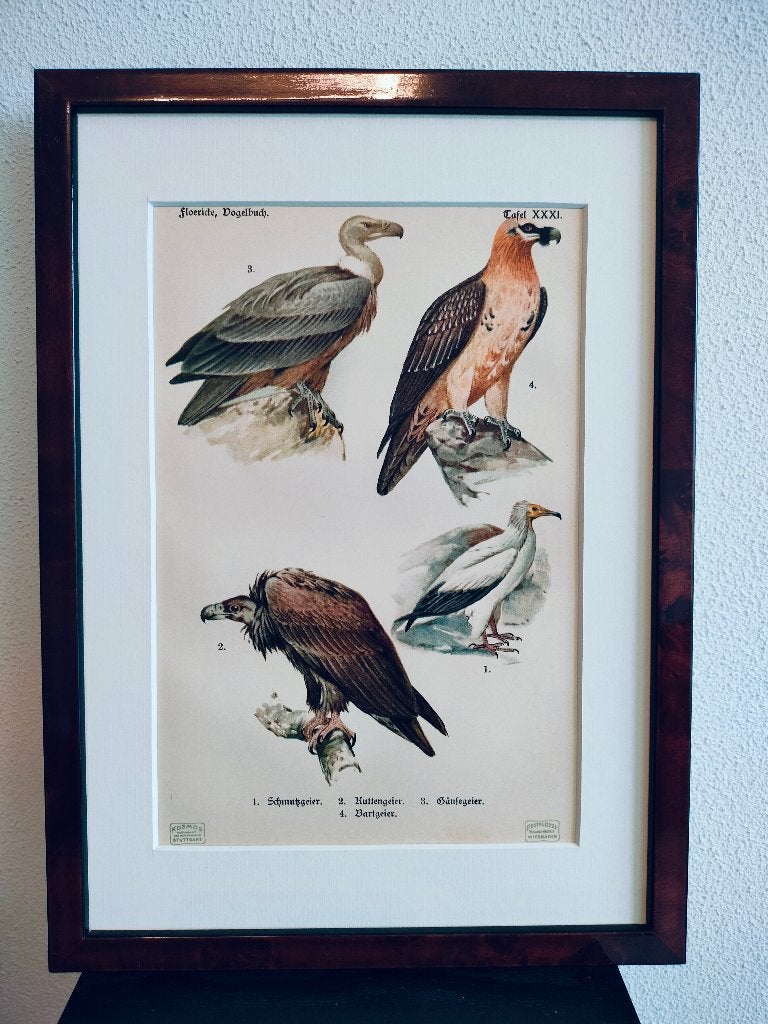 Litho Floericke Aasgier Monniksgier Vale gier Baardgier 1922, Antiek en Kunst, Ophalen of Verzenden