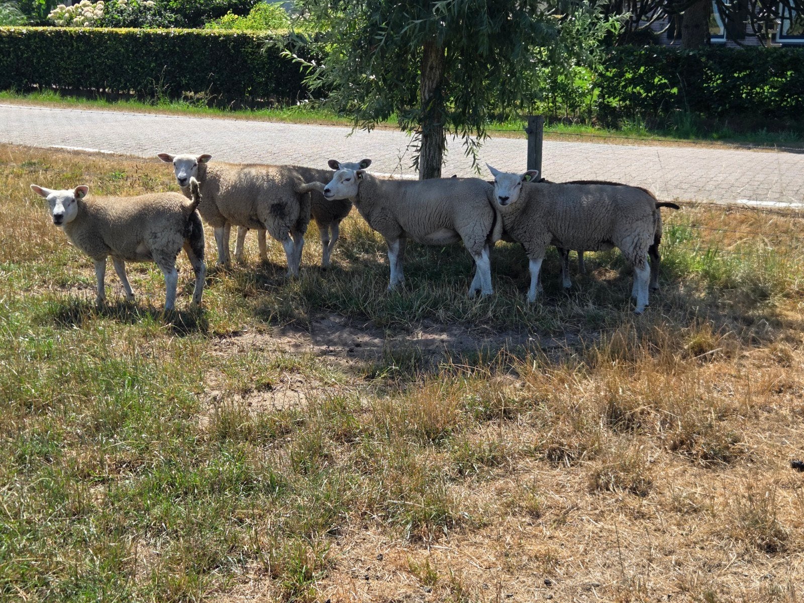 17 stamboek Britse Texelaar fokooien, Dieren en Toebehoren, Vrouwelijk, Schaap, 0 tot 2 jaar
