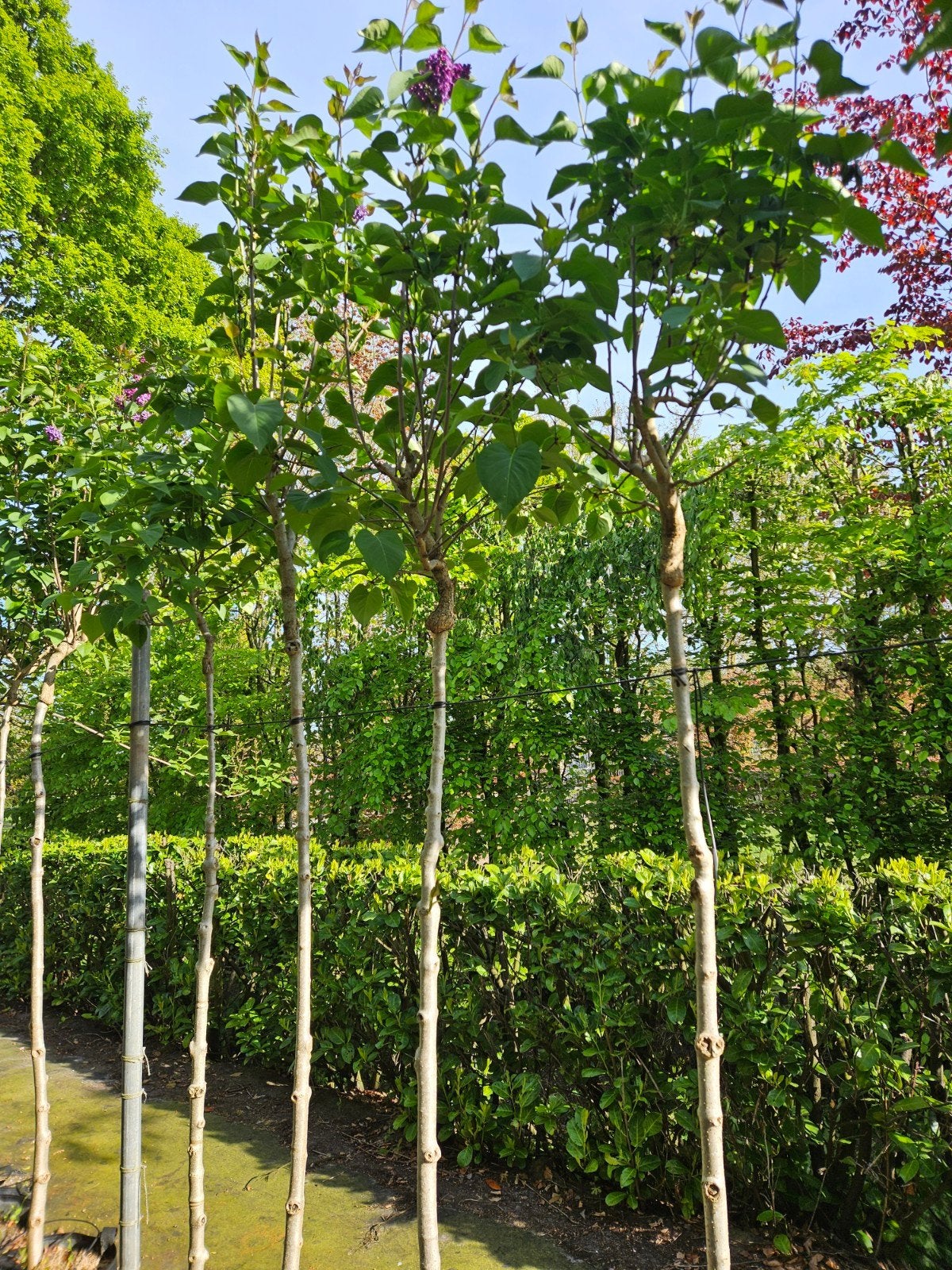 Syringa Andenken an Ludwig spath te koop!, Lente, 100 tot 250 cm, Ophalen, Volle zon