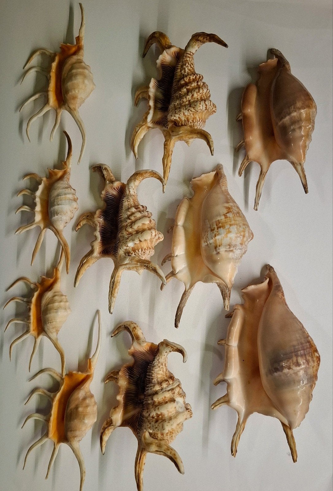 10 Lambis-schelpen (Millepeda Spinneslakken & Duivelshanden), Ophalen of Verzenden, Schelp(en)
