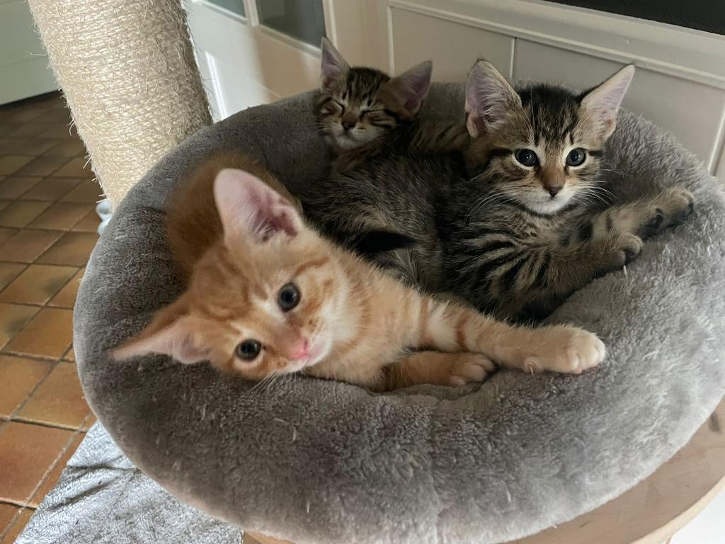 Sociale kittens💘, Dieren en Toebehoren, Katten en Kittens | Overige Katten, Meerdere dieren, Kortharig, 0 tot 2 jaar
