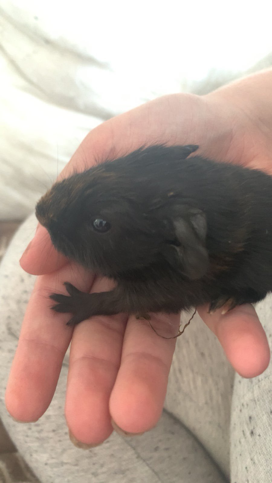 Lief cavia beertje, Dieren en Toebehoren, Cavia, Augustus, Mannelijk, Tam