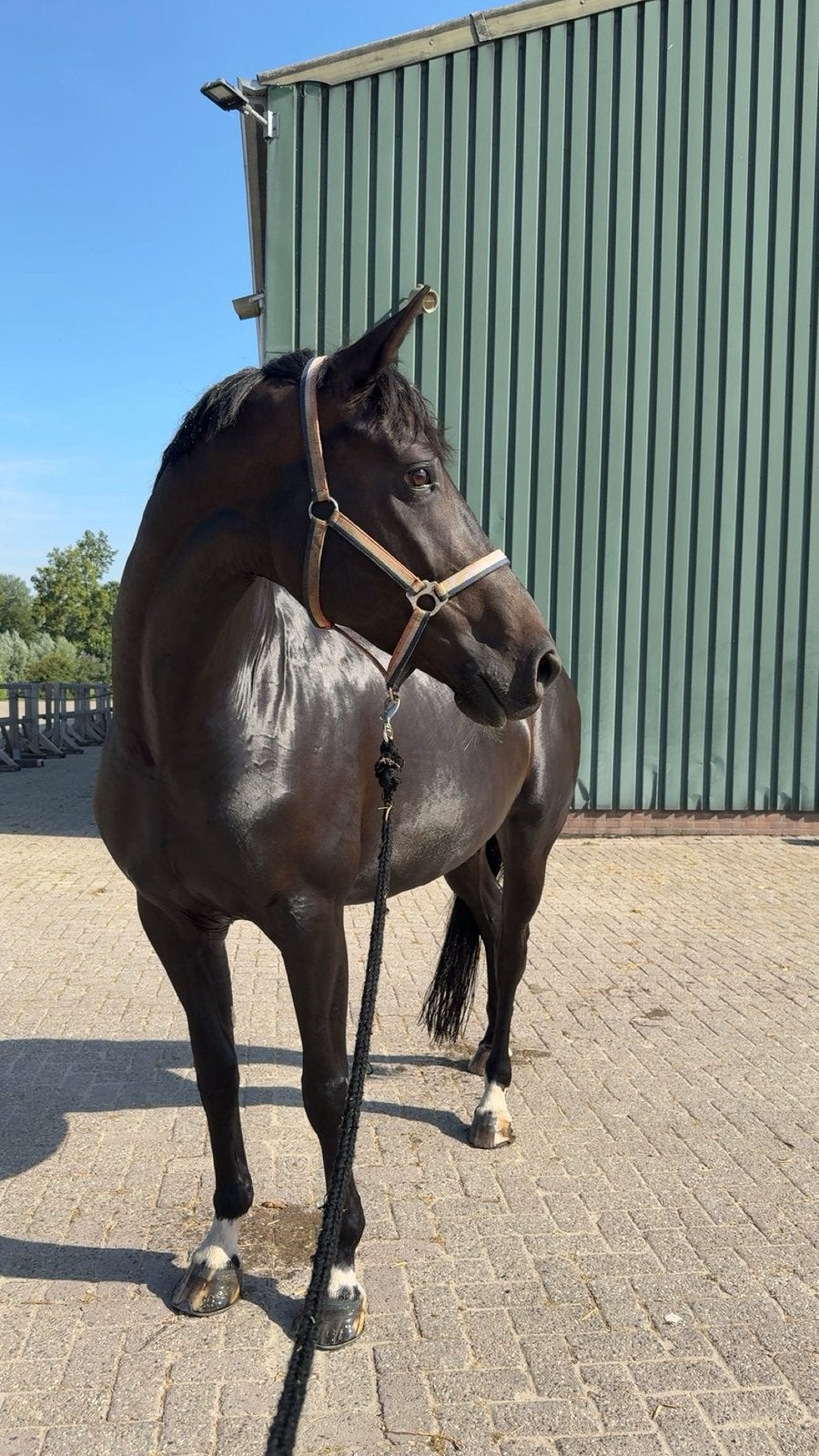 Dierenoppas/uitlaatservice/stalhulp aangeboden, Weidegang, 4 paarden of pony's of meer