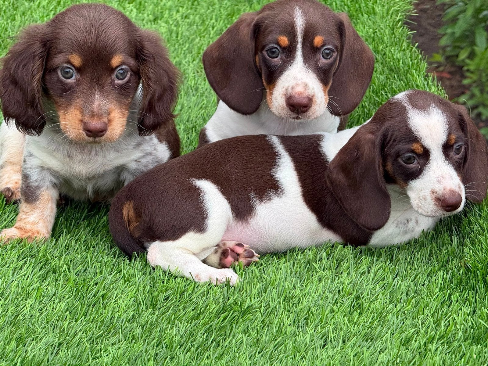 Te koop mooie dwerg Teckel pups (tekkel), Parvo, Nederland, 8 tot 15 weken, Korthaar