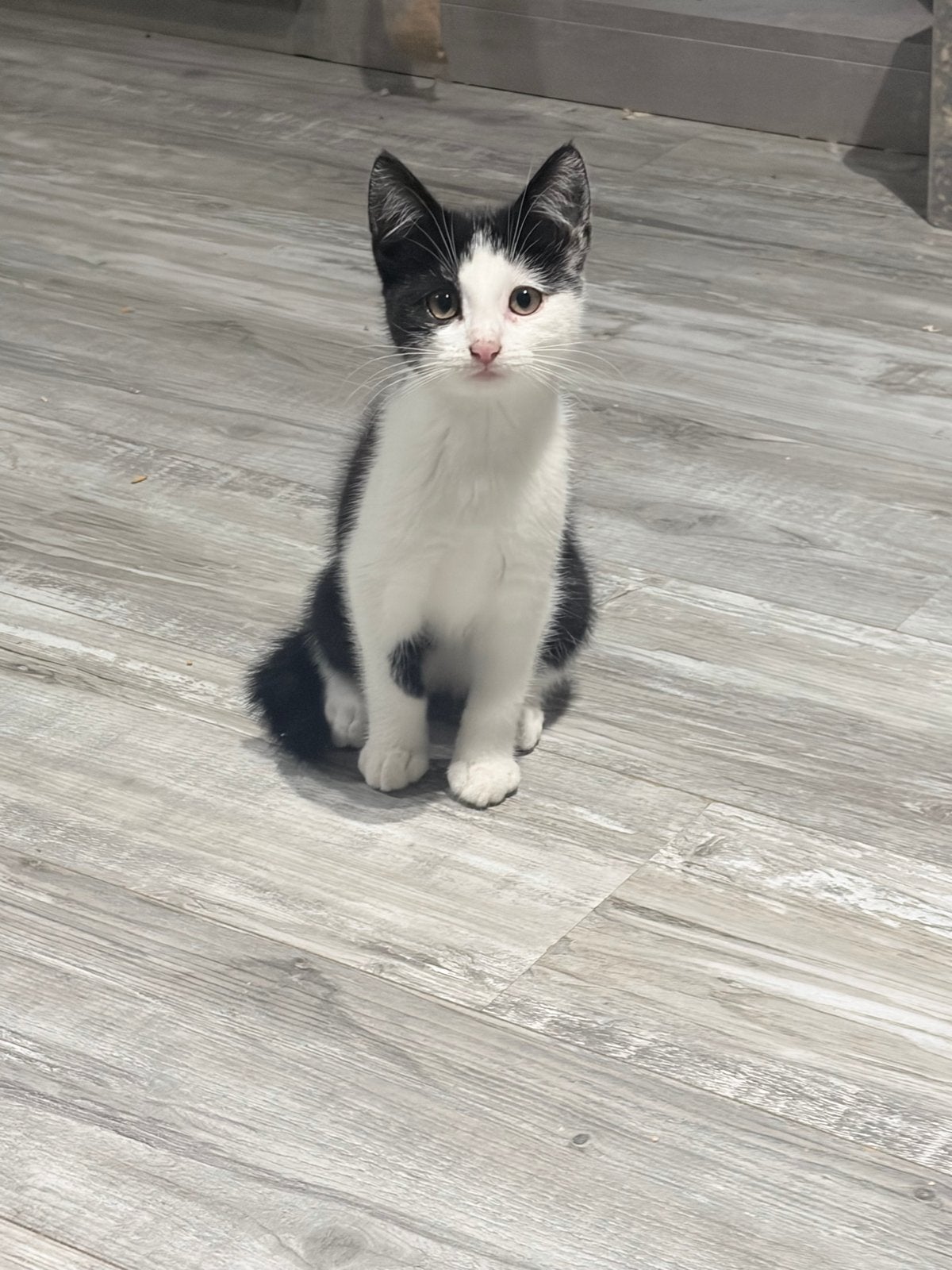 Kittens