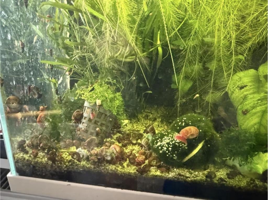 Posthoorn slakken, Dieren en Toebehoren, Slak of Weekdier, Zoetwatervis