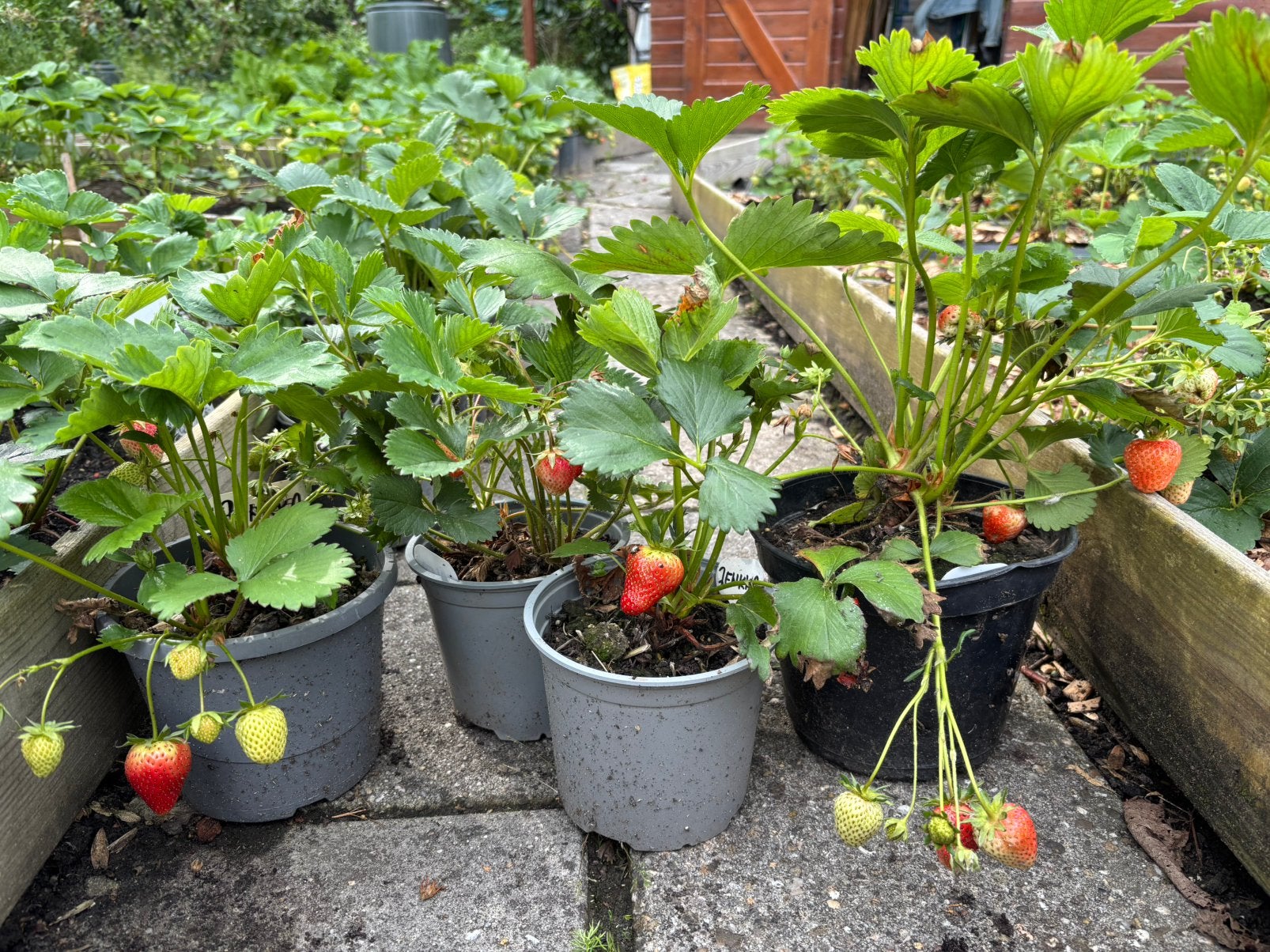 Aardbeiplanten aardbei planten in pot, Ophalen, Overige soorten, Volle zon