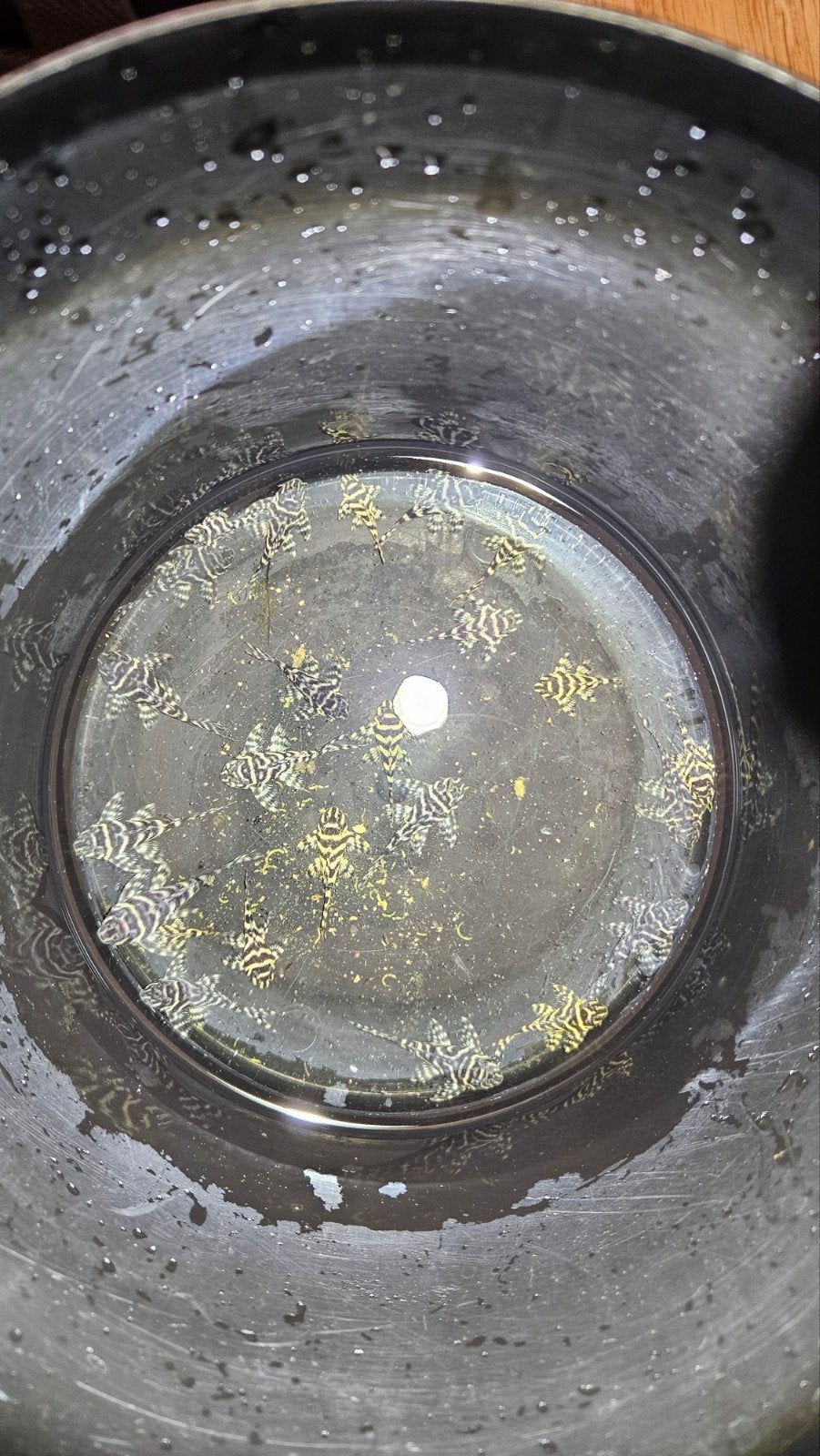 L333 King Tiger Pleco (Hypancistrus), Dieren en Toebehoren, Vis, Zoetwatervis