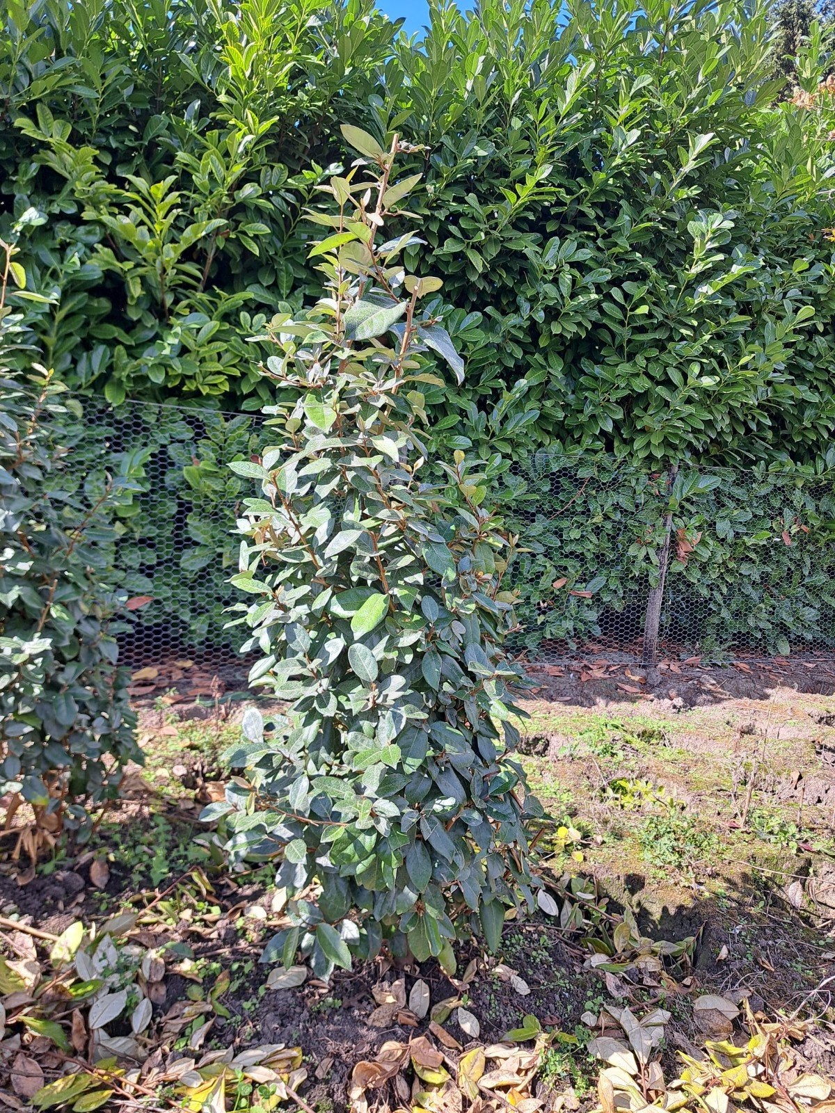 Eleagnus, olijfwilg, Tuin en Terras, Bloeit niet, Overige soorten, 100 tot 250 cm, Ophalen