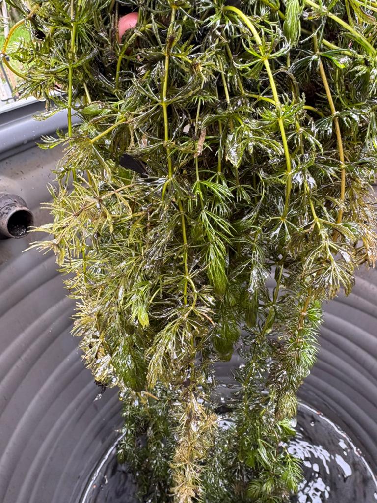 Hoornblad €5,00 per liter, Tuin en Terras, Vijvers, Ophalen, Zo goed als nieuw