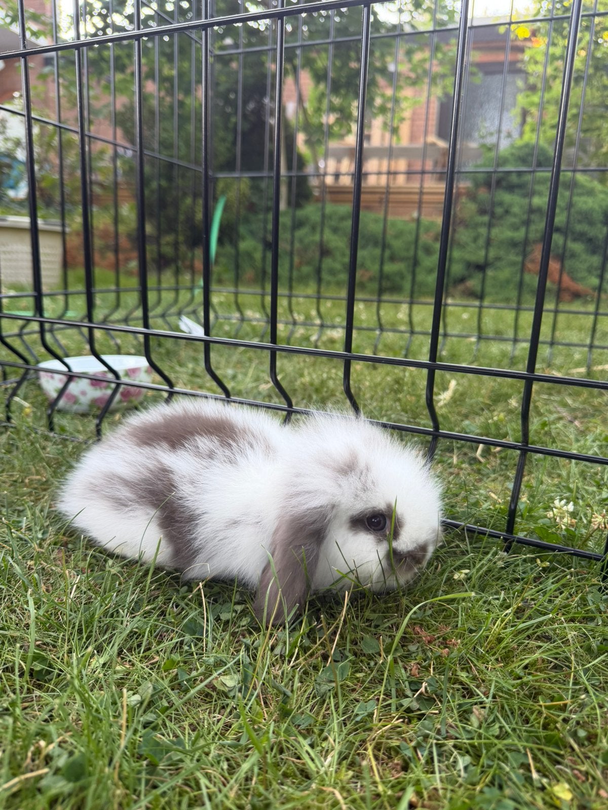 Baby hangoor konijntjes, Dieren en Toebehoren, Konijnen, Geslacht onbekend, Dwerg, Hangoor