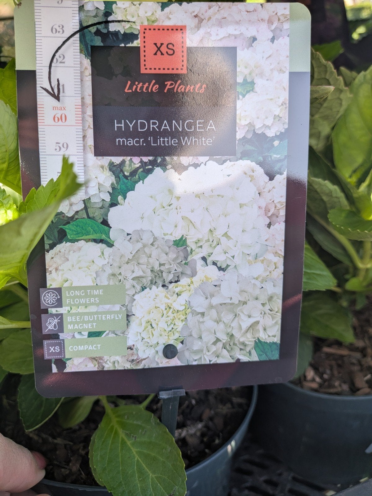Hortensia little XS, little white, Tuin en Terras, Vaste plant, Halfschaduw, Zomer, Ophalen