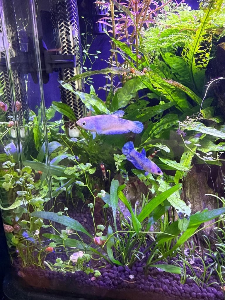 2 vrouwelijke Beta's blauw, Dieren en Toebehoren, Vis, Zoetwatervis