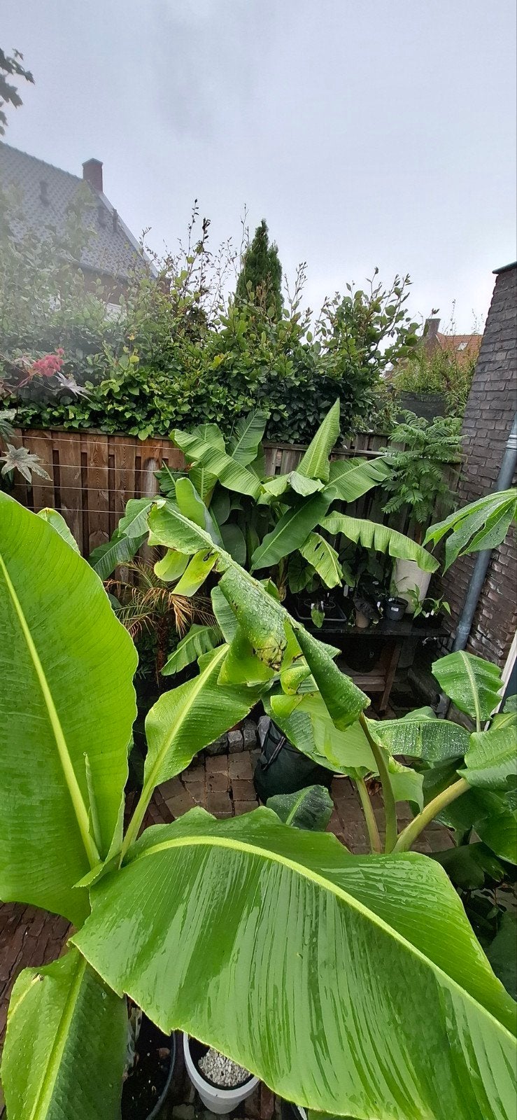 bijzondere zeldzame bananenplanten te koop - Diverse soorten, Ophalen, Overige soorten, Volle zon