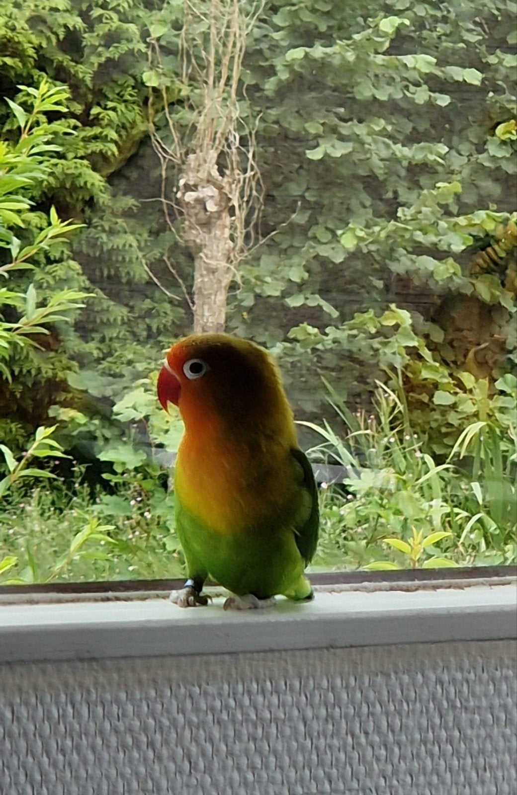 te koop een pop agapornis van 3 jaar, Dieren en Toebehoren
