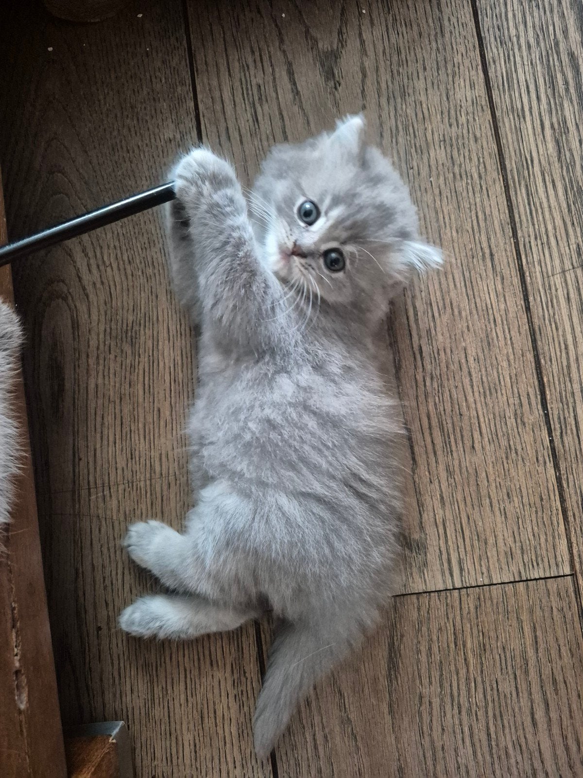 britsekorthaar en langhaar kittens mogen direct weg, Dieren en Toebehoren, Katten en Kittens | Overige Katten, Meerdere dieren