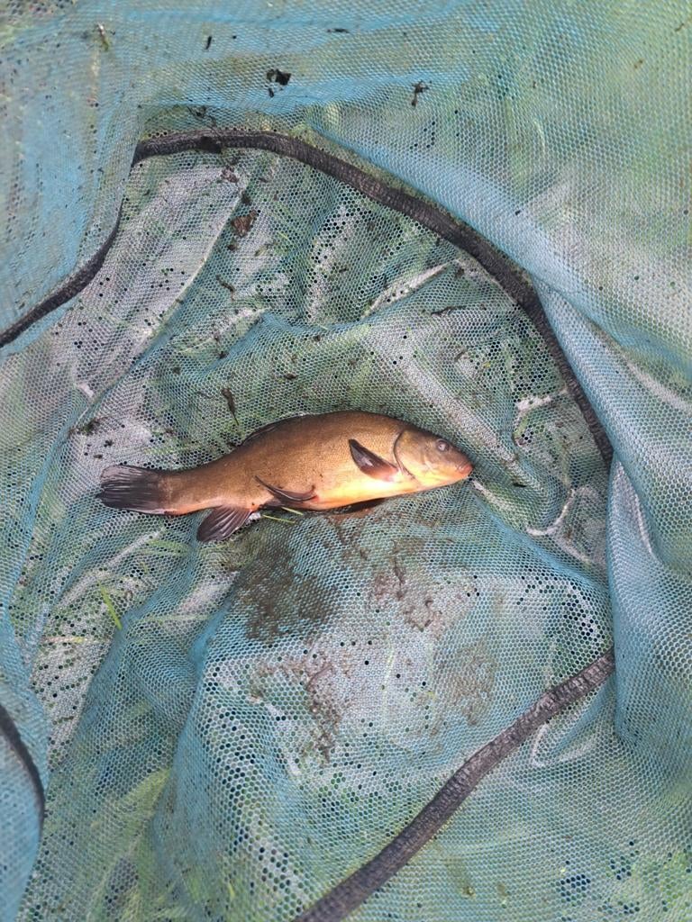 Zeelt, Karper of Koi