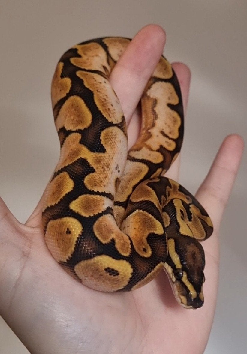 0.1 enchi special (od) calico 66% het clown Ball Python - female for sale from Rocking Reptiles