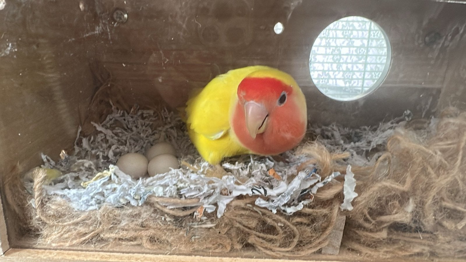 Dwergpapagaai inclusief kooi, Dieren en Toebehoren, Meerdere dieren, Dwergpapegaai of Agapornis, Tam