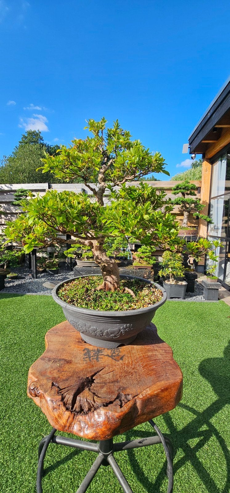 Azalea Satsuki Bonsai met roze en witte bloemen, Vaste plant, Halfschaduw, Lente, Ophalen