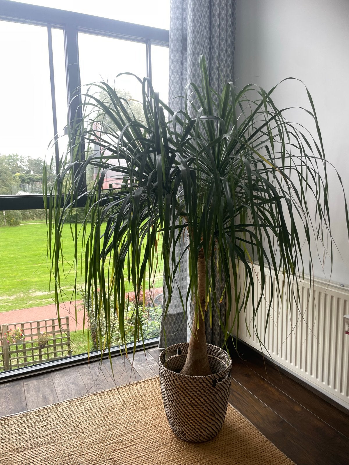 Grote en gezonde Olifantspoot (Beaucarnea recurvata), Ophalen, Overige soorten, Halfschaduw, In pot