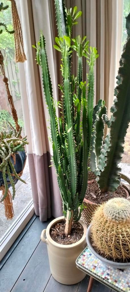 Grote cactus, Ophalen of Verzenden, Overige soorten, Volle zon