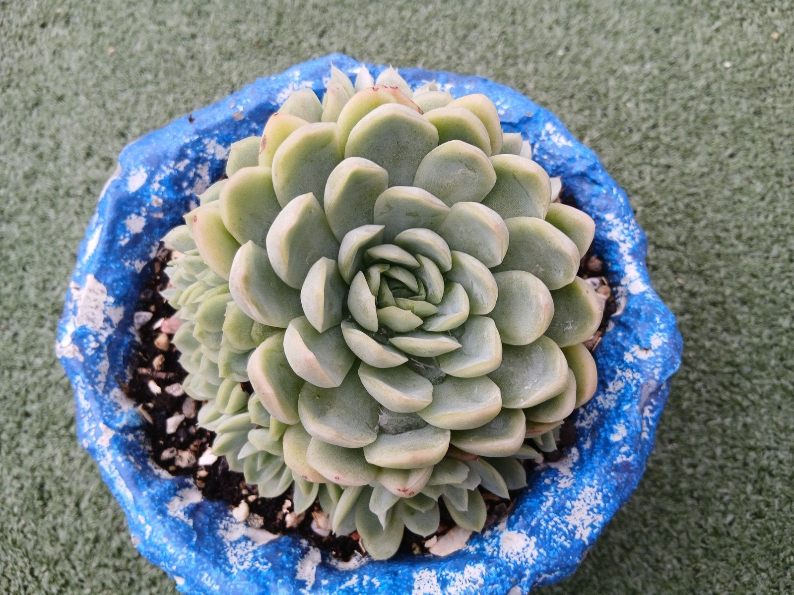 Echeveria Elegans(vetplant,succulent), Ophalen of Verzenden, Halfschaduw, Minder dan 100 cm