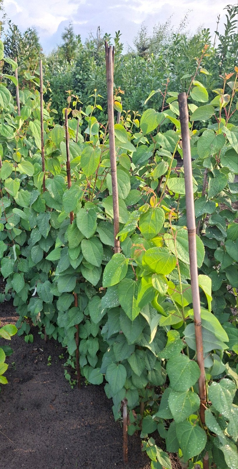 Vanaf 1/11 Cercidiphyllum japonicum 100/120cm - Katsuraboom, Ophalen, Overige soorten, Minder dan 100 cm