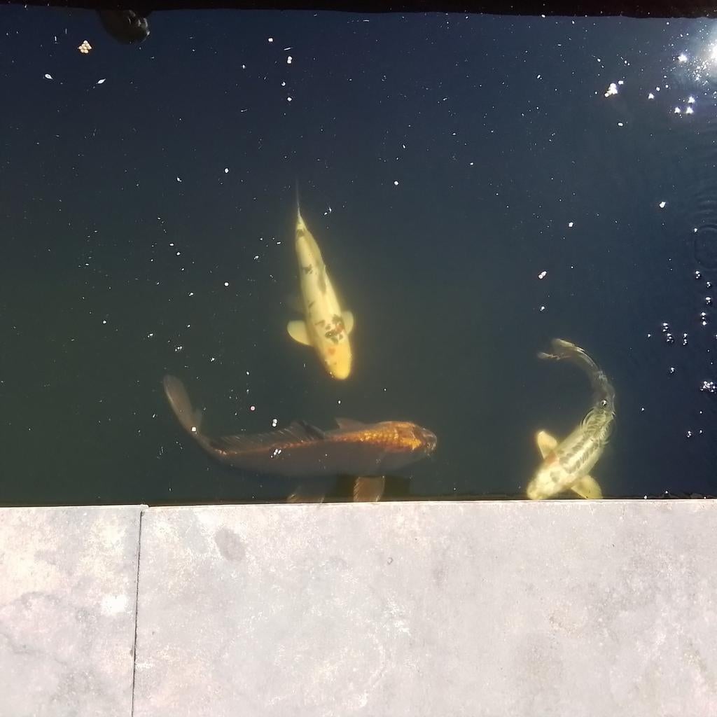 Ko8 Karpers 3x, Karper of Koi