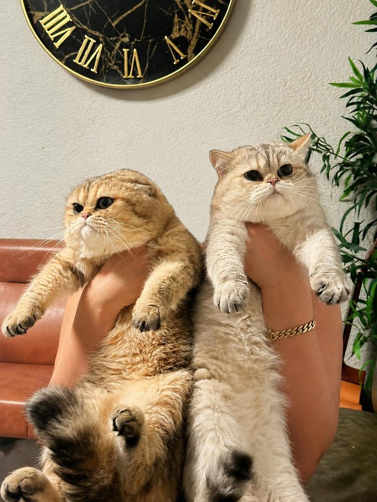 Twee lieve Britse Korthaar Kater broertjes, Kater