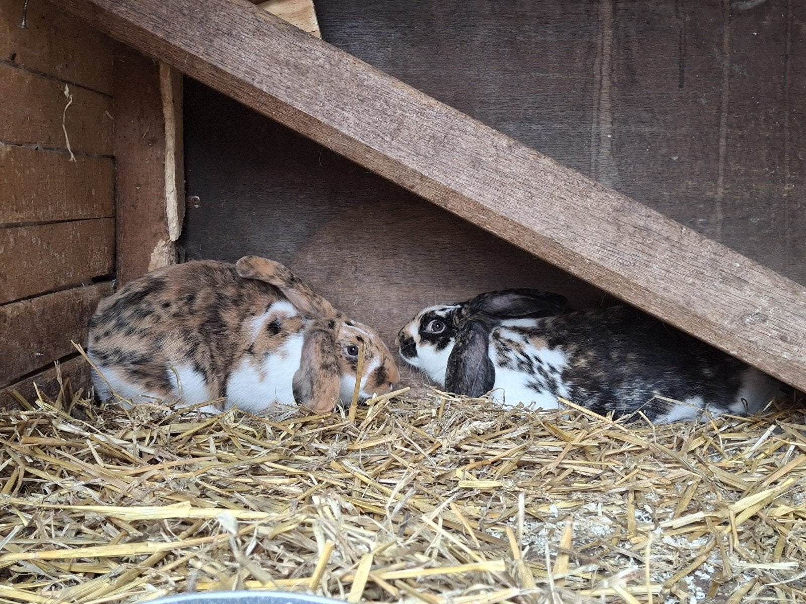 6 konijnen, Dieren en Toebehoren, Meerdere dieren, Middelgroot, 0 tot 2 jaar
