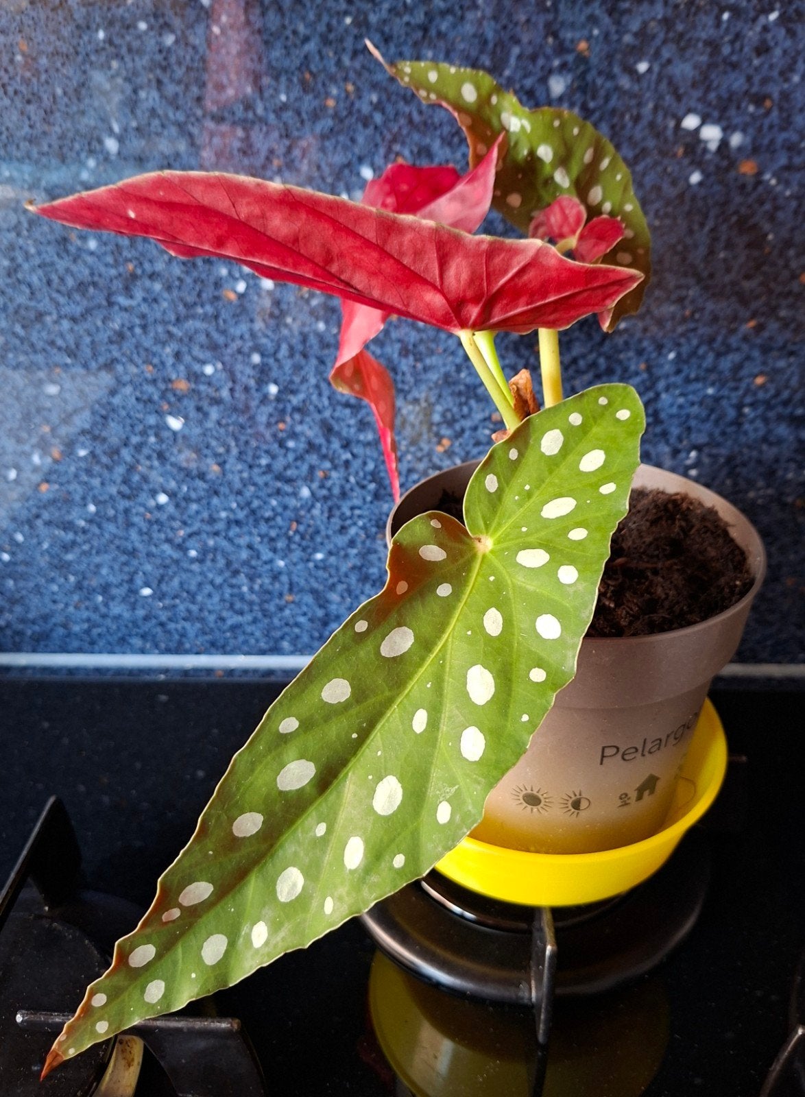 Stippenbegonia Begonia Polkadot Sterke Jonge Plant, Ophalen, Overige soorten, Halfschaduw, Minder dan 100 cm