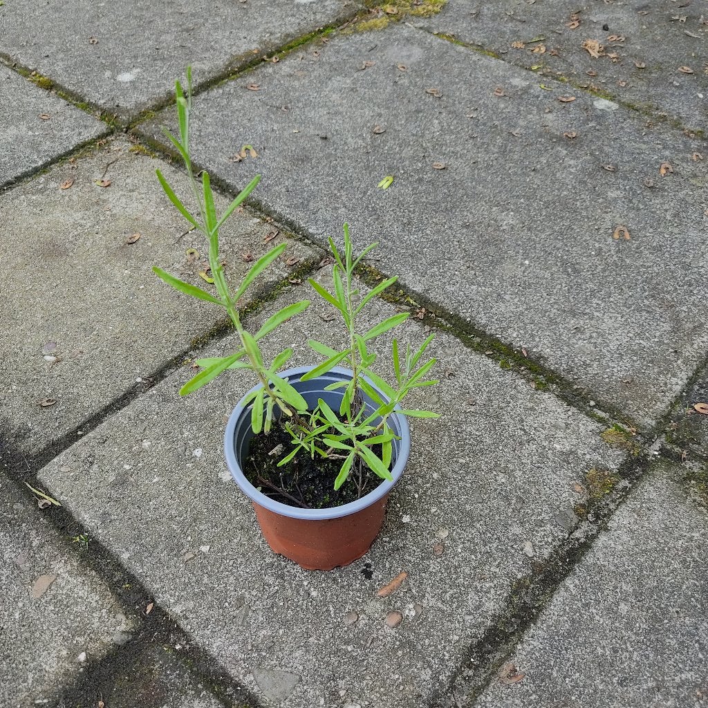 Lavendel planten, Ophalen, Overige soorten, Volle zon