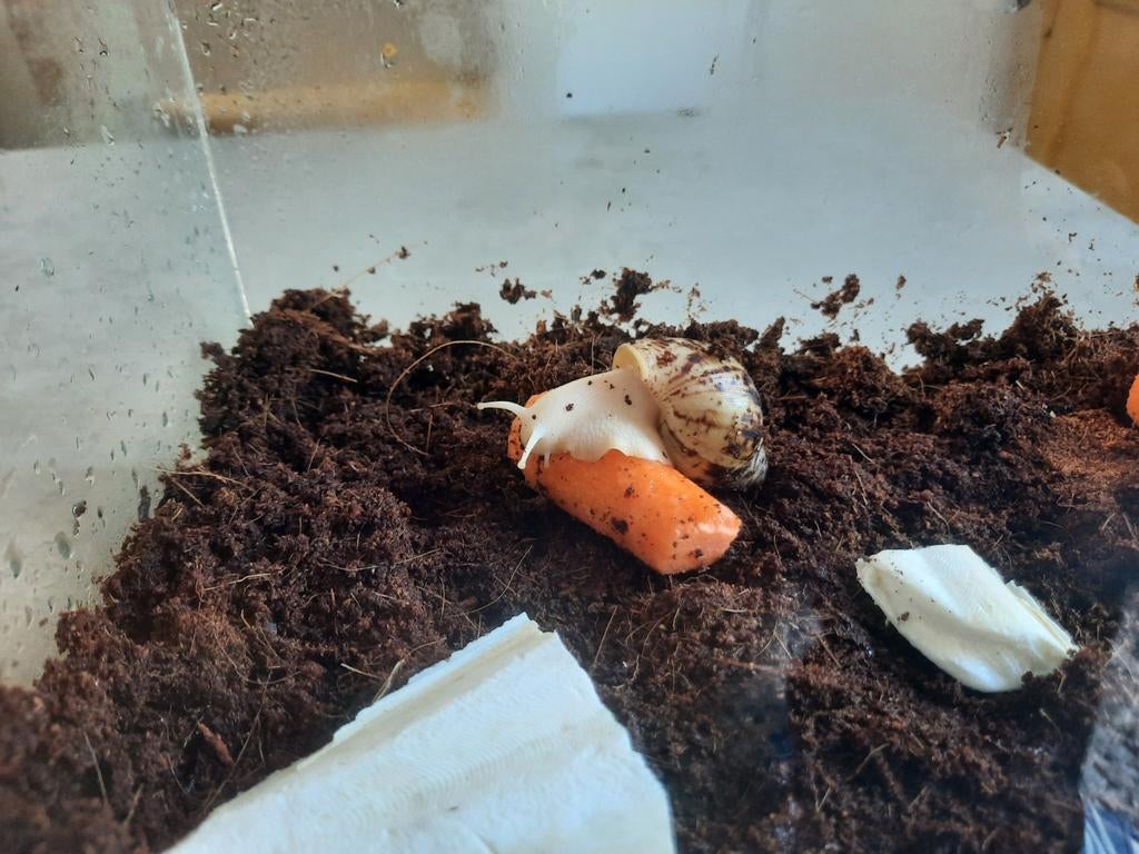 Slakken (Achatina reticulata albino ) en terrarium, Boeken, Ophalen of Verzenden, Zo goed als nieuw, Overige diersoorten